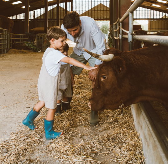 vache etable visite ferme