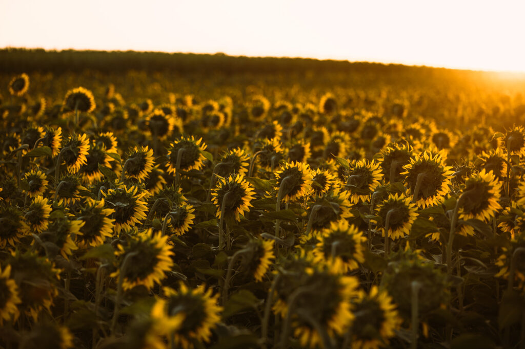 champs tournesols