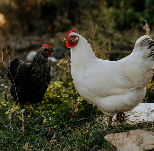 poules