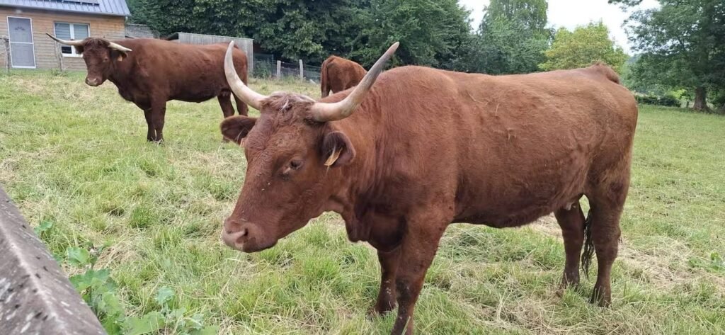 Les vaches Salers de la ferme